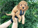 Uygun Puanlı Orjinal Poodle Bebeklerim