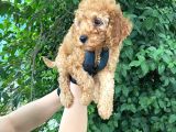 Uygun Puanlı Orjinal Poodle Bebeklerim