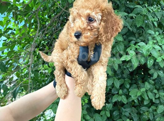 Uygun Puanlı Orjinal Poodle Bebeklerim görsel