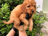 Uygun Puanlı Orjinal Poodle Bebeklerim