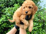 Uygun Puanlı Orjinal Poodle Bebeklerim