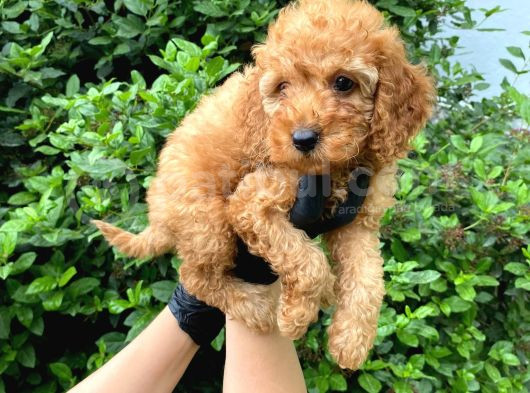 Uygun Puanlı Orjinal Poodle Bebeklerim