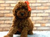 TOOY POODLE YAVRUMUZ 0 TEACUP 