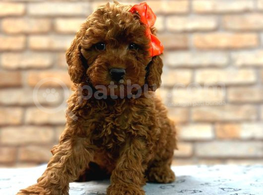 Tooy Poodle Yavrumuz 0 Teacup 