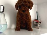 Orjinal Erkek Kore Toy Poodle Bebeğim