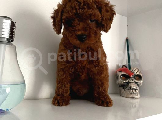 Orjinal Erkek Kore Toy Poodle Bebeğim görsel