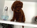 Orjinal Erkek Kore Toy Poodle Bebeğim
