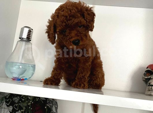 Orjinal Erkek Kore Toy Poodle Bebeğim görsel
