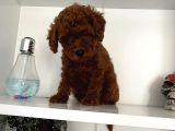 Orjinal erkek kore toy Poodle Bebeğim