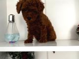 Orjinal Erkek Kore Toy Poodle Bebeğim