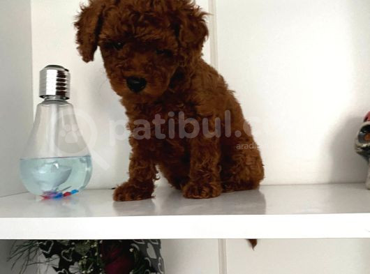 Orjinal Erkek Kore Toy Poodle Bebeğim görsel