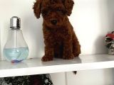 Orjinal Erkek Kore Toy Poodle Bebeğim