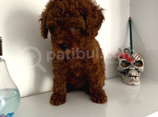 Orjinal Erkek Kore Toy Poodle Bebeğim görsel
