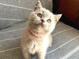 Muhteşem Irk Li̇lac Bri̇ti̇sh Shorthai̇r Bebekler