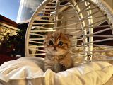 Scottish Fold Ve british shorthair kardeşler