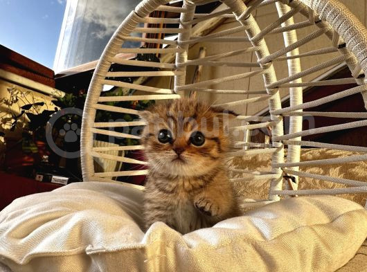 Scottish Fold Ve British Shorthair Kardeşler