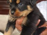 Macar Rottweiler
