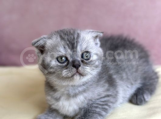2 Aylık Safkan Scotish Fold görsel