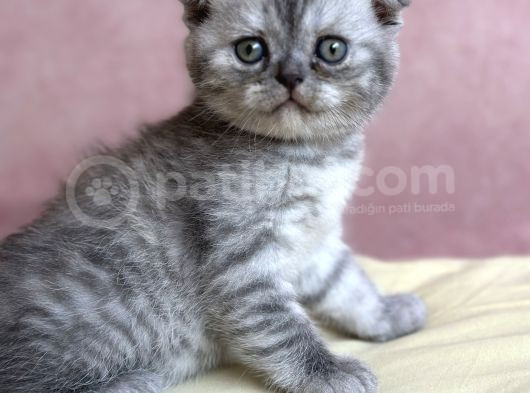 2 Aylık Safkan Scotish Fold görsel
