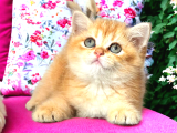 Show Kalite Golden Bebekler