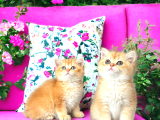 Show Kalite Golden bebekler