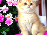 Show Kalite Golden Bebekler