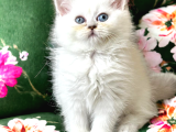 Silver Ve Silver Point Yavrular