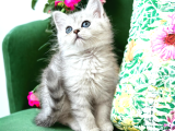 Silver Ve Silver Point Yavrular