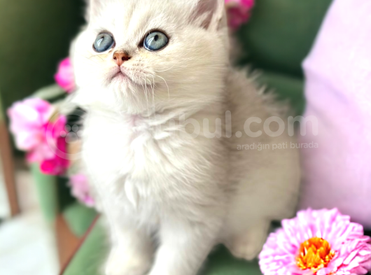 Silver Ve Silver Point Yavrular