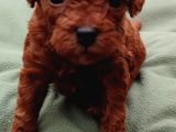 Safkan Toypoodle Dişi Ve Erkek Yavrular İzmi̇r