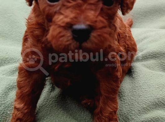 Safkan Toypoodle Dişi Ve Erkek Yavrular İzmi̇r görsel