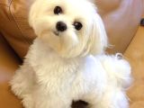Maltesse terrier mini puppy boy yavrular 