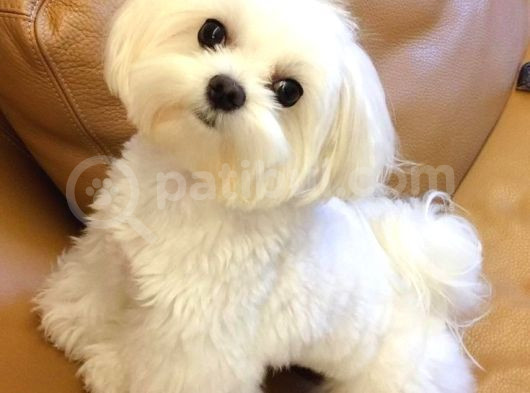 Maltesse Terrier Mini Puppy Boy Yavrular 