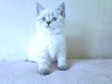 HER IRK KEDİ YAVRULARI MEVCUTTUR