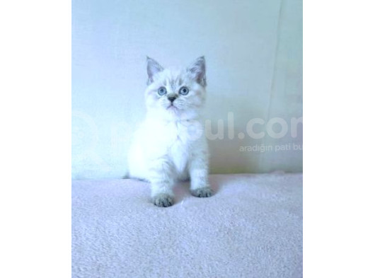 Her Irk Kedi̇ Yavrulari Mevcuttur