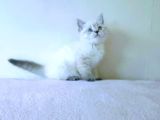 Her Irk Kedi̇ Yavrulari Mevcuttur