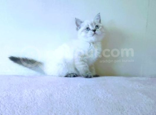 Her Irk Kedi̇ Yavrulari Mevcuttur görsel