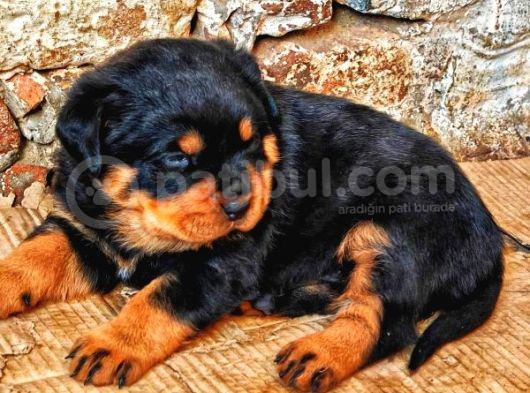 Koca Kafa Rottwei̇ler Yavrular görsel