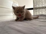 Gri British Shorthair Safkan