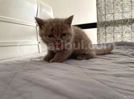 Gri British Shorthair Safkan görsel