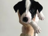 Jack Russell Orijinal Irk 30 Günlük Bebek