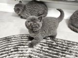 Harika Scottish Fold Ve British Yavrularım
