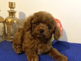 Kore Poodle Yavruları