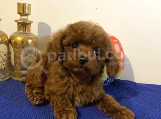 Kore Poodle Yavruları görsel