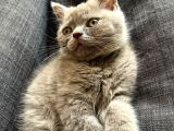 Gri British Shorthair Safkan