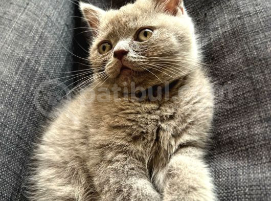 Gri British Shorthair Safkan