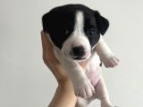 Jack Russell Orijinal Irk 30 Günlük Bebek