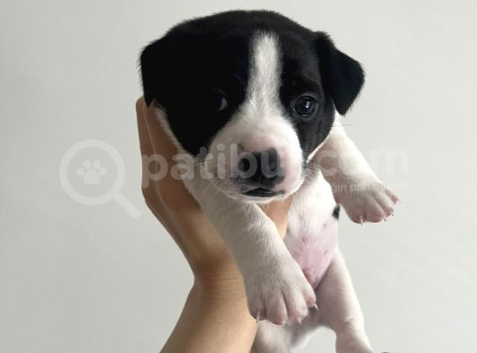 Jack Russell Orijinal Irk 30 Günlük Bebek görsel