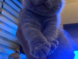 Gri British Shorthair Safkan