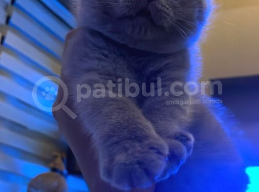 Gri British Shorthair Safkan görsel